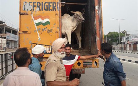 ਗਊ ਭਗਤਾਂ ਨੇ ਛੁਡਵਾਏ ਬੁੱਚੜਖਾਨੇ ਲਿਜਾਏ ਜਾ ਰਹੇ 30 ਬਲਦ