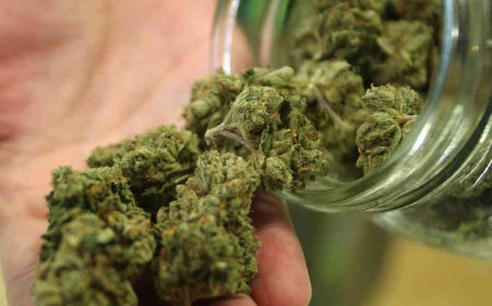 ਭੰਗ ਦੇ ਕੀ ਫਾਇਦੇ, ਜਾਣੋ