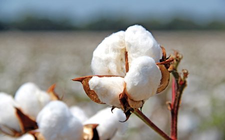 ਪੰਜਾਬ, ਹਰਿਆਣਾ ਅਤੇ ਰਾਜਸਥਾਨ 'ਚ ਕਪਾਹ ਦੀ ਬੰਪਰ ਪੈਦਾਵਾਰ ਹੋਣ ਦੀ ਆਸ