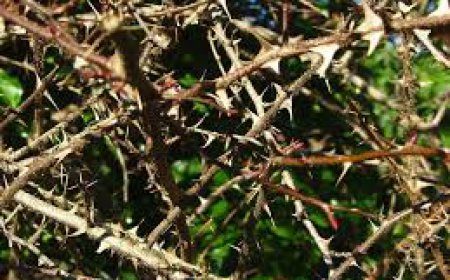 ਭੱਖੜੇ ਦੇ ਕੰਡੇ