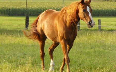 ਘੋੜਾ ਇੱਕ ਅਜਿਹਾ ਜਾਨਵਰ ਹੈ ਜਿਸ ਨੂੰ ਸੌਣ ਦੇ ਲਈ ਲੇਟਣਾ ਨਹੀਂ ਪੈਂਦਾ ਖੜ੍ਹੇ ਖੜ੍ਹੇ ਹੀ ਸੌ ਜਾਂਦਾ ਹੈ।