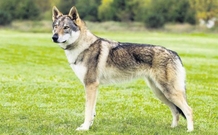 ਕੁੱਤੇ ਨੂੰ ਚਾਕਲੇਟ ਕਦੇ ਵੀ ਨਾ ਖਵਾਓ, ਚਾਕਲੇਟ ਖਾਣ ਨਾਲ ਕੁੱਤੇ ਦੀ ਮੌਤ ਵੀ ਹੋ ਸਕਦੀ ਹੈ ।