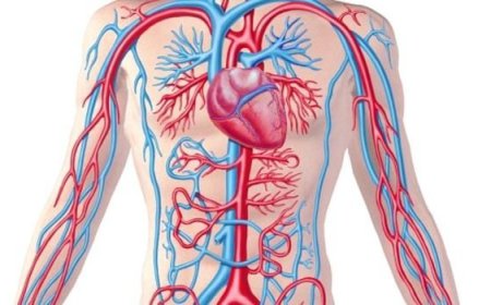 ਸਾਡੀਆਂ ਨਸਾ ਵਿੱਚ ਖੂਨ 400 ਕਿਲੋਮੀਟਰ ਪ੍ਰਤੀ ਘੰਟੇ ਦੀ ਰਫ਼ਤਾਰ ਨਾਲ ਦੋੜਦਾ ਹੈ ਅਤੇ ਪੂਰੇ ਦਿਨ ਵਿੱਚ 9600 ਕਿਲੋਮੀਟਰ ਦੀ  ਦੂਰੀ ਤੈਅ ਕਰਦਾ ਹੈ ।