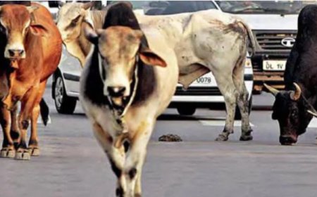 ਅਵਾਰਾ ਢੱਠੇ ਨੇ ਲਈ ਵਿਅਕਤੀ ਦੀ ਜਾਨ  ਦੇਖੋ ਵੀਡੀਓ ਕੌਣ ਹੈ ਜਿੰਮੇਵਾਰ - ਦੇਖੋ ਵੀਡੀਓ