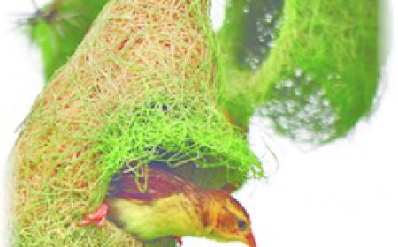 ਬਿਜੜਿਆਂ ਦੇ ਆਲ੍ਹਣੇ