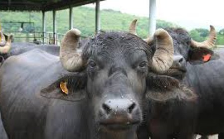 ਬ੍ਰਾਜ਼ੀਲ ਤੋਂ ਬਾਅਦ ਭਾਰਤੀ ਬੀਫ ਨਿਰਯਾਤ ਕਰਨ ਵਾਲਾ ਦੂਸਰਾ ਸਭ ਤੋਂ ਵੱਡਾ ਦੇਸ਼ ਹੈ ।