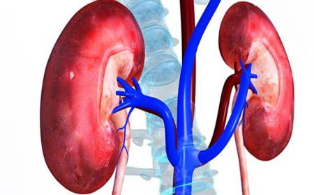 ਸਾਡੇ ਗੁਰਦੇ  ਰੋਜ਼ਾਨਾ 120 ਮਿਲੀ ਲੀਟਰ ਖੂਨ ਛਾਣਦੇ ਨੇ ਇੱਕ ਦਿਨ 'ਚ ਸਾਡੇ ਸਰੀਰ ਦਾ ਸਾਰਾ ਖੂਨ 30 ਵਾਰ ਛਾਣ ਕੇ ਸਾਫ਼   ਕੀਤਾ ਜਾਂਦਾ ਹੈ ।