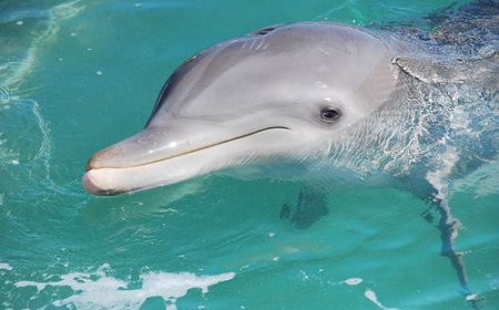 ਡਾਲਫਿਨ ਜਦੋ ਸੌਂਦੀ ਹੈ ਤਾਂ ਉਸ ਦਾ ਸਿਰਫ ਅੱਧਾ ਦਿਮਾਗ਼ ਹੀ ਸੌਂਦਾ ਹੈ,ਅਤੇ ਉਹ ਇੱਕ ਅੱਖ ਖੋਲ੍ਹ ਕੇ ਸੌਂਦੀ ਹੈ।