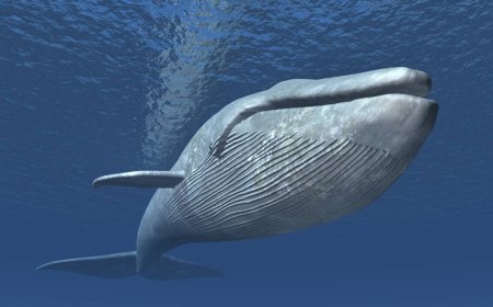 blue whale ਦੀ ਜੀਭ ਦਾ ਵਜ਼ਨ ਲਗਭਗ ਇੱਕ ਹਾਥੀ ਦੇ ਬਰਾਬਰ ਹੁੰਦਾ ਹੈ ।