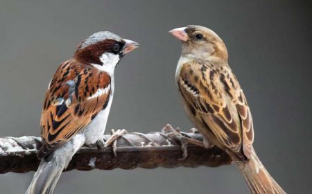 71 ਫੀਸਦੀ ਘਟੀ ਚਿੜੀਆਂ ਦੀ ਗਿਣਤੀ, ਵਜ੍ਹਾ ਏਵੀਅਨ ਮਲੇਰੀਆ