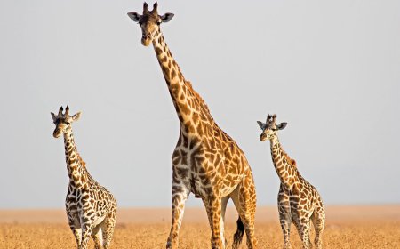 ਜਰਾਫ਼ ਆਪਣੀ 21 ਇੰਚ ਲੰਬੀ ਜੀਭ ਨਾਲ ਆਪਣੇ ਕੰਨ ਸਾਫ਼ ਕਰਦਾ ਹੈ ।