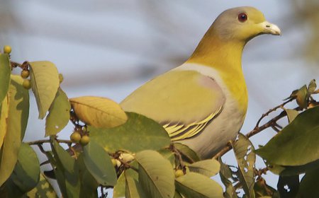 ਭਾਰਤ ਵਿੱਚ ਪਾਇਆ ਜਾਣ ਵਾਲਾ ਹਰਿਅਲ ਨਾਮ ਦਾ ਪੰਛੀ ਜੋ ਜ਼ਮੀਨ ਤੇ ਕਦੇ ਪੈਰ ਨਹੀਂ ਰੱਖਦਾ ।