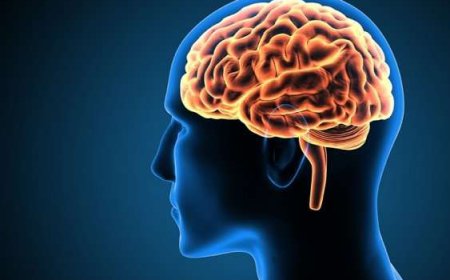 ਦਿਮਾਗ਼ ਸਾਡੇ ਸਰੀਰ ਦੇ ਆਕਾਰ ਦੇ ਮੁਕਾਬਲੇ ਕਾਫ਼ੀ ਛੋਟਾ ਹੁੰਦਾ ਹੈ ਪਰ ਫਿਰ ਵੀ ਸਾਡੇ ਪੂਰੇ ਸਰੀਰ ਦਾ ਖੂਨ ਅਤੇ ਆਕਸੀਜਨ ਦਾ 20% ਹਿੱਸਾ ਦਿਮਾਗ਼ ਇਕੱਲਾ ਹੀ ਇਸਤੇਮਾਲ ਕਰਦਾ ਹੈ