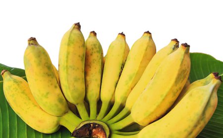 ਬਹੁਤੇ ਲੋਕ ਨਹੀਂ ਜਾਣਦੇ ਛੋਟੇ ਕੇਲਿਆਂ ਦੇ ਫਾਇਦੇ