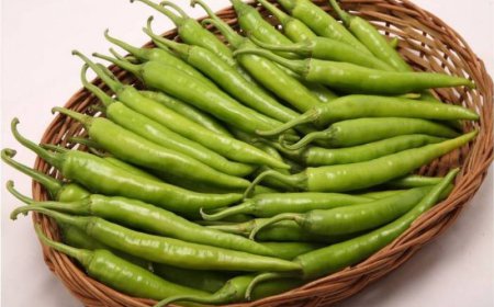 ਹਰੀ ਮਿਰਚ: ਜਿੰਨੀ ਤਿੱਖੀ ਉਨੀ ਹੀ ਸਿਹਤ ਲਈ ਮਿੱਠੀ