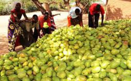 ਭਾਰਤ ਵਿੱਚ ਹਰ ਸਾਲ ਤਕਰੀਬਨ  1.2 ਮਿਲੀਅਨ ਟਨ ਅੰਬ ਦੀ ਪੈਦਾਵਾਰ ਹੁੰਦੀ ਹੈ, ਜਿਸ ਦਾ ਵਜਨ ਤਕਰੀਬਨ 8000 ਨੀਲੀ ਵੇਲ ਦੇ ਬਰਾਬਰ ਹੁੰਦਾ ਹੈ।