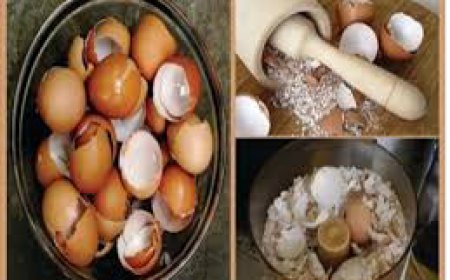 ਅੰਡਿਆਂ ਦੇ ਛਿਲਕੇ ਵੀ ਕਰਦੇ ਕਮਾਲ, ਖੋਜ ’ਚ ਖ਼ੁਲਾਸਾ