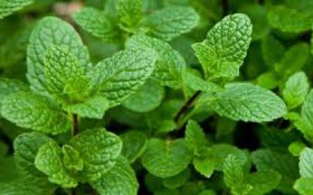 ਸੰਸਾਰ ਵਿੱਚ 22 ਹਜ਼ਾਰਾਂ ਟਨ ਪੁਦੀਨੇ ਦੇ ਤੇਲ ਦਾ ਉਤਪਾਦਨ ਹੁੰਦਾ ਹੈ, ਇਸ ਵਿੱਚੋਂ 19 ਹਜ਼ਾਰ ਟਨ ਤੇਲ  ਇੱਕਲੇ ਭਾਰਤ ਵਿੱਚੋਂ  ਨਿਕਲਦਾ ਹੈ।