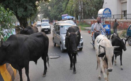 ਆਵਾਰਾ ਪਸ਼ੂਆਂ ਦੀ ਸਮੱਸਿਆ ਨੂੰ ਲੈ ਕੇ ਮਾਨਸਾ ਜ਼ਿਲਾ ਪੂਰਨ ਤੌਰ 'ਤੇ ਬੰਦ