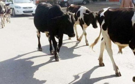 ਅਵਾਰਾ ਢੱਠੇ ਨੇ ਬਜੁਰਗ ਮਾਤਾ ਨੂੰ ਕੀਤਾ ਜਖਮੀ