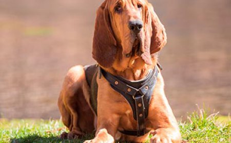 ਬਲੱਡ ਹਾਓਡ ਇੱਕ ਕੁੱਤਾ ਹੈ ਜਿਸ ਨੂੰ ਸਬੂਤ ਦੇ ਤੌਰ ਕੋਟ ਚ' ਲਿਆਂਦਾ ਜਾ ਸਕਦਾ ਹੈ ।