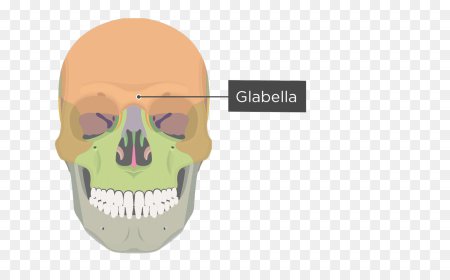 ਆਪਣੀਆਂ ਦੋਨਾਂ ਅੱਖਾਂ ਦੇ ਵਿਚਕਾਰ ਜੋ ਜਗ੍ਹਾ ਹੁੰਦੀ ਹੈ ਉਸ ਨੂੰ 'Glabella' ਕਹਿੰਦੇ ਹਨ ।