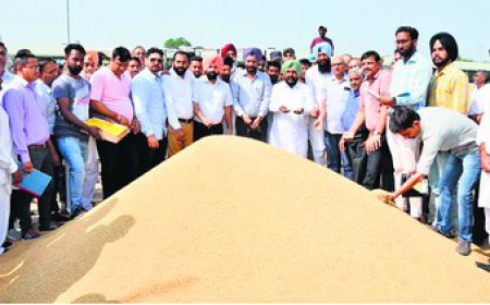 ਡਿਪਟੀ ਸਪੀਕਰ ਭੱਟੀ ਨੇ ਮਲੋਟ 'ਚ ਝੋਨੇ ਦੀ ਖ਼ਰੀਦ ਸ਼ੁਰੂ ਕਰਵਾਈ