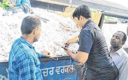 ਸਰਕਾਰ ਵਲੋਂ ਤੈਅ ਰੇਟ ਅਨੁਸਾਰ ਸੀ. ਸੀ. ਆਈ. ਵਲੋਂ ਖ਼ਰੀਦੀ ਜਾ ਰਹੀ ਹੈ ਕਿਸਾਨਾਂ ਦੀ ਫ਼ਸਲ