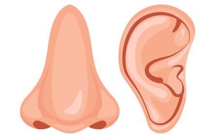 ਕੰਨ ਅਤੇ ਨੱਕ ਸਾਡੇ ਸਰੀਰ ਦੇ ਅਜਿਹੇ ਅੰਗ ਹਨ ਜੋ ਜ਼ਿੰਦਗੀ ਭਰ ਵੱਧ ਦੇ ਰਹਿੰਦੇ ਹਨ ।