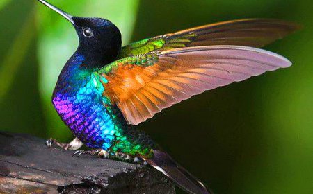 Humming Bird ਦਾ ਵਜ਼ਨ 1 ਰੁਪਏ ਦੇ ਸਿੱਕੇ ਤੋਂ ਵੀ ਘੱਟ ਹੁੰਦਾ ਹੈ ।