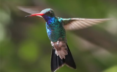 ਦੁਨੀਆਂ ਦਾ ਸਭ ਤੋਂ ਛੋਟਾ ਪੰਛੀ Humming Bird ਇੱਕ ਅਜਿਹਾ ਪੰਛੀ ਹੈ, ਜੋ ਪਿੱਛੇ ਵੱਲ ਵੀ ਉਡ ਸਕਦਾ ਹੈ ।