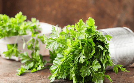 ਖਾਣੇ ਦਾ ਸਵਾਦ ਵਧਾਉਣ ਦੇ ਨਾਲ-ਨਾਲ ਬਿਮਾਰੀਆਂ ਵੀ ਖ਼ਤਮ ਕਰਦਾ ਹਰਾ ਧਨੀਆ