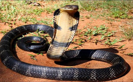 ਕਿੰਗ ਕੋਬਰਾ ਦੇ ਕੋਲ ਕਰੀਬਨ 500 ਮਿਲੀਗ੍ਰਾਮ ਜ਼ਹਿਰ ਦੀ ਮਾਤਰਾ ਹੁੰਦਾ ਹੈ, ਇਸ ਦੇ ਕੱਟਣ ਨਾਲ ਇੱਕ ਹਾਥੀ ਦੀ ਮੌਤ ਵੀ ਹੋ ਸਕਦੀ ਹੈ।