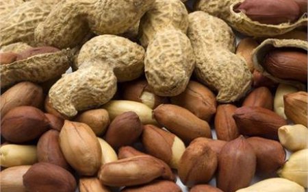 ਮੂੰਗਫਲੀ ਦੇ ਨਾਲ ਗੁੜ ਖਾਣ ਨਾਲ ਹੁੰਦੇ ਹਨ ਕਈ ਫਾਇਦੇ