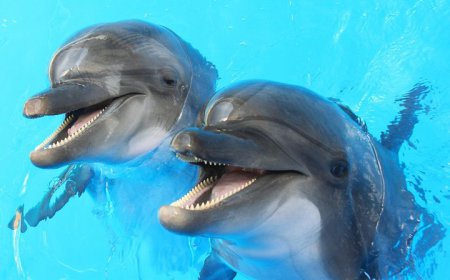 ਰੌਚਿਕ ਤੱਥ