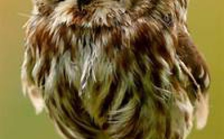 ਰੌਚਿਕ ਤੱਤ