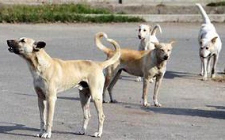 ਅਵਾਰਾ ਕੁੱਤਿਆਂ ਦਾ ਕਹਿਰ ਲਗਾਤਾਰ ਜਾਰੀ,