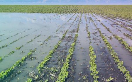 ਪੰਜਾਬ 'ਚ ਲਗਾਤਾਰ ਮੀਂਹ ਨਾਲ ਆਲੂਆਂ ਦੀਆਂ ਫਸਲਾਂ ਦਾ ਹੋਇਆ ਭਾਰੀ ਨੁਕਸਾਨ