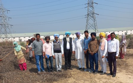 ਗੁਲਾਬੀ ਸੁੰਡੀ ਬਾਰੇ ਜਾਗਰੂਕਤਾ ਮੁਹਿੰਮ ਸ਼ੁਰੂ, ਖੇਤੀਬਾੜੀ ਮਾਹਿਰਾਂ ਨੇ ਨਰਮੇ 'ਚ ਗੁਲਾਬੀ ਸੁੰਡੀ ਤੋਂ ਬਚਾਅ ਲਈ ਕਿਸਾਨਾਂ ਨੂੰ ਦੱਸੇ ਉਪਾਅ