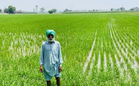 ਝੋਨੇ ਅਤੇ ਬਾਸਮਤੀ ਦੀ ਸਿੱਧੀ ਬਿਜਾਈ ‘ਤੇ ਪ੍ਰੋਤਸਾਹਨ ਰਾਸ਼ੀ ਪ੍ਰਾਪਤ ਕਰਨ ਲਈ 30 ਜੂਨ ਤੱਕ ਰਜਿਸਟ੍ਰੇਸ਼ਨ ਕਰਾਉਣੀ ਲਾਜ਼ਮੀ- ਖੇਤੀਬਾੜੀ ਅਫ਼ਸਰ