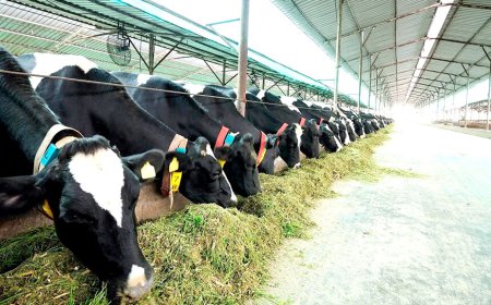 ਇੰਟਾਗਰੇਟਿਡ ਫਾਰਮਰ ਟ੍ਰੇਨਿੰਗ ਸੈਂਟਰ ਅਬੁੱਲ ਖੁਰਾਣਾ ਵਿਖੇ 7 ਜੁਲਾਈ ਨੂੰ ਡੇਅਰੀ ਉੱਦਮ ਸਿਖਲਾਈ ਕੋਰਸ ਦੀ ਕੌਂਸਲਿੰਗ