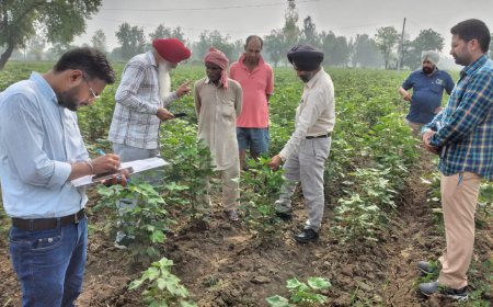 ਨਰਮੇਂ ਦੀ ਫ਼ਸਲ ਤੇ ਚਿੱਟੀ ਮੱਖੀ ਦੇ ਹਮਲੇ ਦੀ ਰੋਕਥਾਮ ਲਈ ਤੁਰੰਤ ਕੀਟਨਾਸ਼ਕ ਦੇ ਛਿੜਕਾਅ ਦੀ ਲੋੜ