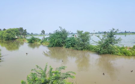 ਸੇਮ ਨਾਲਾ ਟੁੱਟਣ ਕਰਕੇ ਪਿੰਡ ਬੁਰਜ ਸਿੱਧਵਾਂ ਦੀ 1500 ਏਕੜ ਫ਼ਸਲ ਹੋਈ ਤਬਾਹ