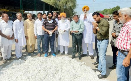 ਸ਼੍ਰੀ ਮੁਕਤਸਰ ਸਾਹਿਬ 'ਚ ਅਨਾਜ ਮੰਡੀ ਵਿੱਚ ਨਰਮੇ ਦੀ ਆਮਦ ਸ਼ੁਰੂ