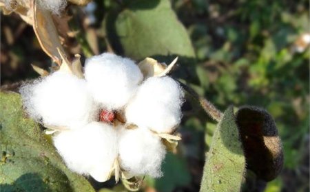 ਨਰਮੇ ਦੀ ਗੁਲਾਬੀ ਸੁੰਡੀ ਨਾਲ ਪ੍ਰਭਾਵਿਤ ਹੋਏ ਕਾਸਤਕਾਰ ਬੈਂਕ ਖਾਤੇ ਨਾਲ ਸੰਬੰਧਿਤ ਸੂਚਨਾ 15 ਸਤੰਬਰ ਤੱਕ ਦੇਣ