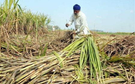 ਪੰਜਾਬ ਸਰਕਾਰ ਨੇ ਗੰਨੇ ਦਾ ਰੇਟ 380 ਰੁ. ਪ੍ਰਤੀ ਕੁਇੰਟਲ ਕਰਨ ਸੰਬੰਧੀ ਕੀਤਾ ਨੋਟੀਫਿਕੇਸ਼ਨ ਜਾਰੀ