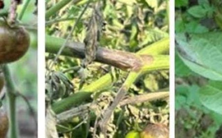 ਬੀਜ ਵਾਲੇ ਆਲੂਆਂ ਨੂੰ ਪਿਛੇਤੇ ਝੁਲਸ ਰੋਗ ਤੋਂ ਬਚਾਉਣ ਲਈ ਐਡਵਾਇਜ਼ਰੀ ਜਾਰੀ