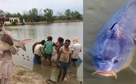 ਮੱਛੀ ਪਾਲਣ ਵਿਭਾਗ ਵੱਲੋਂ ਮਤੱਸਯ ਸੰਪਦਾ ਜਾਗਰੂਕਤਾ ਅਭਿਆਨ ਤਹਿਤ ਇੱਕ ਰੋਜ਼ਾ ਰਾਜ ਪੱਧਰੀ ਆਊਟਰੀਚ ਪ੍ਰੋਗਰਾਮ ਦਾ 2 ਫਰਵਰੀ ਨੂੰ ਕੀਤਾ ਜਾਵੇਗਾ ਆਯੋਜਨ