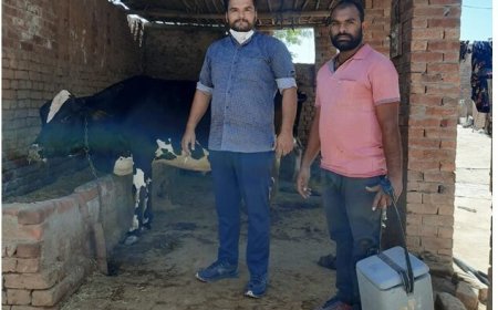 ਪਸ਼ੂਆਂ ਨੂੰ ਲੰਪੀ ਸਕਿੱਨ ਬਿਮਾਰੀ ਤੋਂ ਬਚਾਉਣ ਲਈ ਕੀਤਾ ਜਾ ਚੁੱਕਾ ਹੈ 70,700 ਪਸ਼ੂਆਂ ਦਾ ਟੀਕਾਕਰਨ