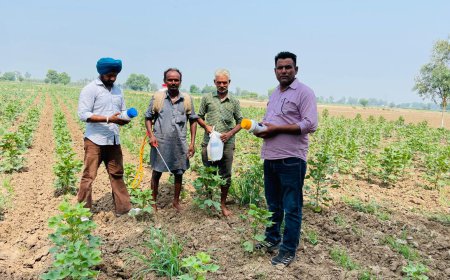 ਨਰਮੇਂ ਦੀ ਫ਼ਸਲ ਤੇ ਚਿੱਟੀ ਮੱਖੀ ਦੇ ਹਮਲੇ ਦੀ ਰੋਕਥਾਮ ਲਈ ਤੁਰੰਤ ਕੀਟਨਾਸ਼ਕ ਦੇ ਛਿੜਕਾਅ ਦੀ ਲੋੜ- ਖੇਤੀਬਾੜੀ ਵਿਭਾਗ